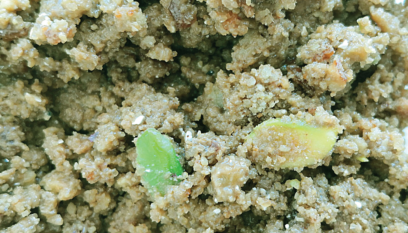 Fanta Crumble Pistache